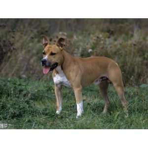  American Staffordshire Terrier Variety of Domestic Dog 