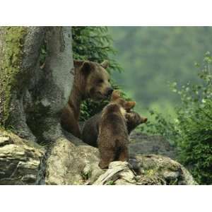 Brown Bear with Cubs, Bayerischer Wald National Park, Germany 