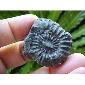 Zs5719 Gemqz Black Ammonite Fossil Double Sided Large 