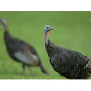  Wild Turkey in a Neighborhood in Omaha, Omaha Zoo, Nebraska 