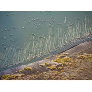 Flamingos Take Flight from Along the Shore of Lake Turkana 
