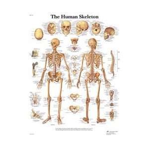 Human Skeleton   Anatomical Chart  Industrial & Scientific
