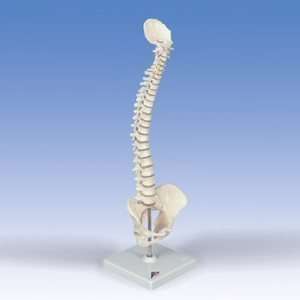  Spinal Column, flexible, Anatomically detailed