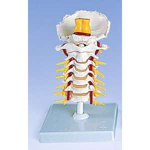 Anatomical Cervical Spinal Column  Industrial & Scientific
