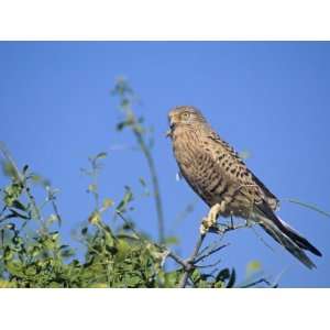  Greater Kestrel, Falco Rupicoloides, Namibia, Africa 