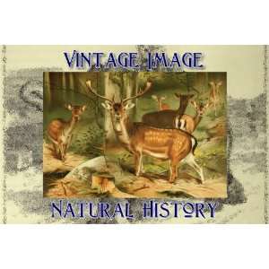   Vintage Natural History Image Fallow Deer 
