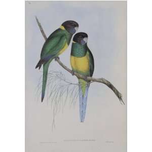  John J Gould   Bauers Parakeet #20 13 x 19 inch Birds of 