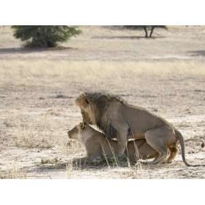  Lion Mating, Kgalagadi Transfrontier Park, South Africa Animal 