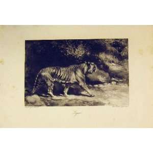  Wild Animal Tiger Antique Print Electric Engraving 1890 