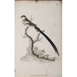  Variegated Bunting Bird Animal Nature Antique Print
