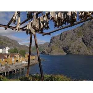 Cod Drying, Nusfjord, Flakstadoya, Lofoten Islands, Norway 