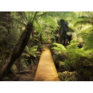  Through Rainforest, Maits Rest, Great Otway National Park, Victoria 