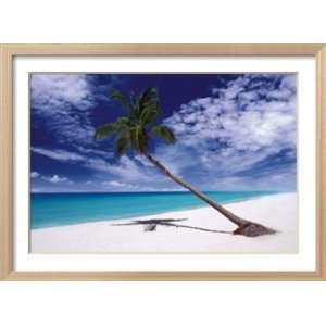  Tropical Leaning Palm Tree Scenic Framed Poster Print 