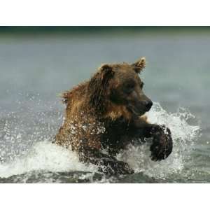  A Brown Bear Splashing Through Water While Hunting Salmon 