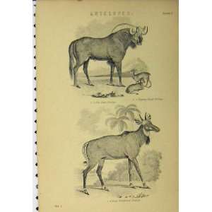  C1890 Antelopes Picta Whitefooted Gnu Gnou Pygmoea