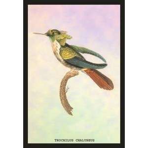 Vintage Art Hummingbird Trochilus Chalybeus   15229 x  