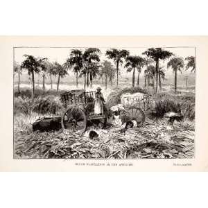  1878 Wood Engraving Antillas Islands Caribbean Sugar Cane 