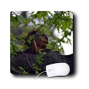     Squirrel Eating Nut Squirrel in Tree   Mouse Pads Electronics