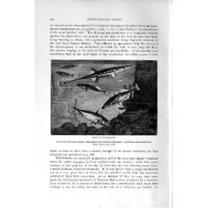    NATURAL HISTORY 1896 STICKLEBACKS FISH SPINY FINNED