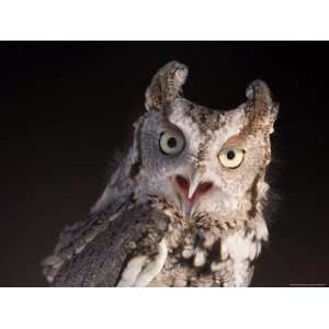  A Captive, Endangered Eastern Screech Owl at a Raptor 