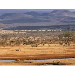  Tsavo National Park, Kenya, East Africa, Africa Stretched 