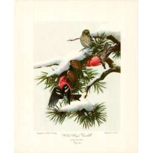  Roger Tory Peterson   White Winged Crossbill Canvas