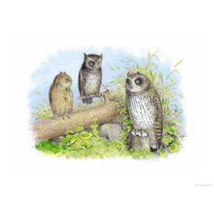 Short Eared Owl and Screech Owl Giclee Poster Print by Theodore Jasper 
