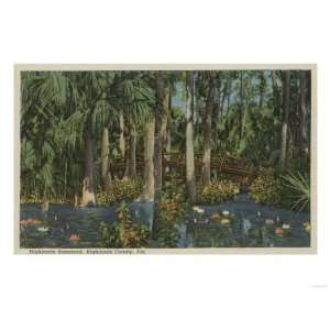  View of Highlands Hammock Giclee Poster Print, 32x24