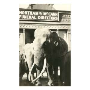  Elephants by Funeral Parlor Giclee Poster Print, 24x32 