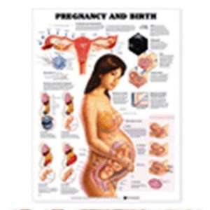  Pregnancy And Birth  9781587791857