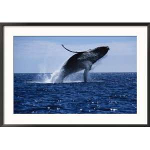  Humpback Whale, Breaching, Sea of Cortez Framed 