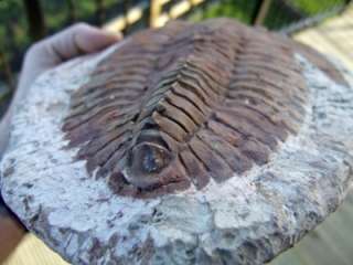 HUGE Andalusiana Fossil Trilobite Morocco Pre Dinosaur STUNNING 
