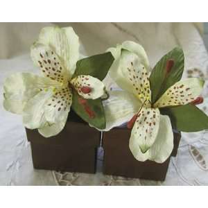  Ivory Lily Wedding Favor Boxes   Set of 10 Health 