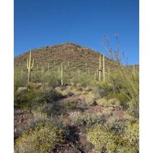  Untouched Wilderness Outside of Tucson, Arizona   Scenic 