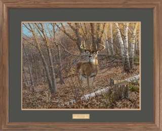 Michael Sieve GREAT EIGHT Whitetail Deer Framed Print  