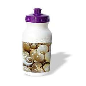  Florene Shells   Florida Whelk Shells   Water Bottles 