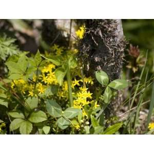 Yellow Flowers, Lichen, and Undergrowth on Floor of Chinese Forest 