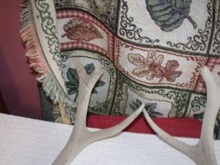 Rustic weathered Elk Antlers 5X5  