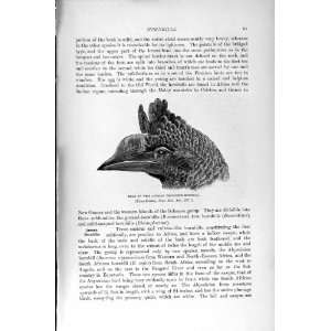   NATURAL HISTORY 1895 AFRICAN TRUMPETER HORNBILL BIRD