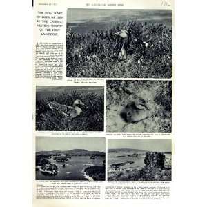    1951 GREY LAG GOOSE GOSLING LOCH UIST EGGS SCOTLAND