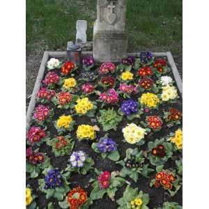  Flowers on a Grave, Vienna, Austria, Europe Photographic 