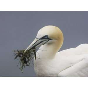  Northern Gannet with Nesting Material in its Bill, Morus 