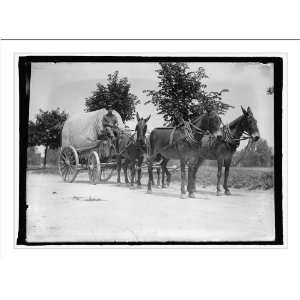    Historic Print (L) U.S. Army mule team & wagon