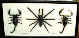 DTs B100 REAL Spider Arachnid Tarantula & 2 Scorpion Taxidermy  