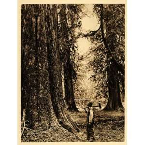  1926 Lumberjack Cedar Trees Chilliwack Valley BC Canada 