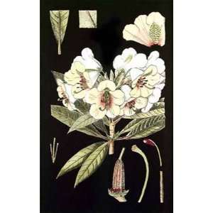  Rhododendron Blossom II Poster Print