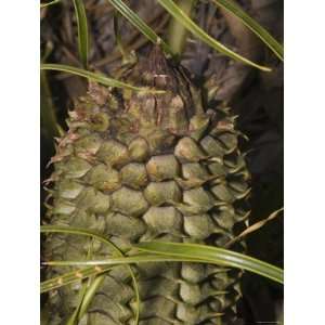  Close Up of Sago Palm Fruit, Zamiaceae Encephalartos Ferox 