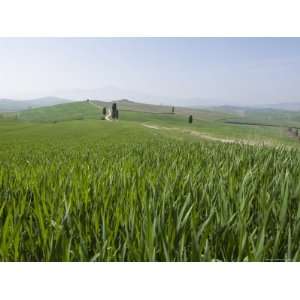  Corn Fields Near Pienza, Val dOrcia, Tuscany, Italy 