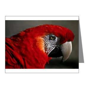  Note Cards (10 Pack) Scarlet Macaw   Bird 