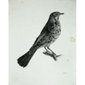  1909 The Fieldfare Turdus Pilaris Male Adult Bird
